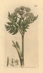 Handcoloured Engravings Prints: Sweet cicely, Myrrhis odorata