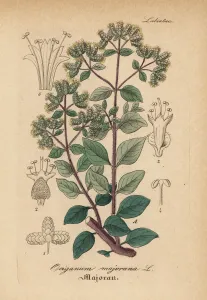 Sweet Marjoram Print, 1876