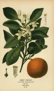 Sweet Orange Print, Chromolithograph 1896