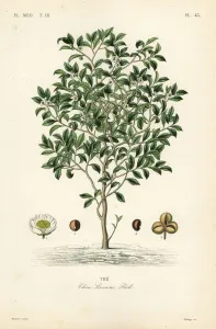Handcoloured Engravings Prints: Tea tree or tea plant, Camellia sinensis