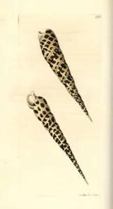Terebra subulata Print, 1806 Handcoloured Engraving