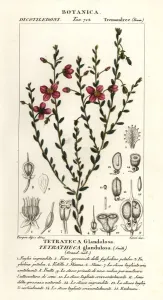 Antique Botanical Prints: Tetratheca glandulosa