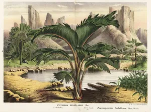 Charles Lemaire Botanicals Prints: Thief palm, Phoenicophorium borsigianum