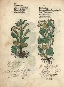 17th Century Botanical Print of Thorn Apple and Balsam Apple