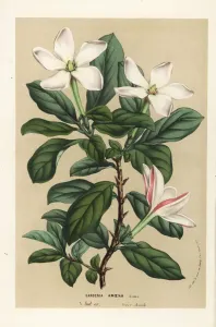 Charles Lemaire Botanicals Prints: Thorny gardenia, Hyperacanthus amoenus