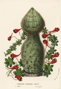 Charles Lemaire Botanicals Prints: Three-coloured Indian cress, Tropaeolum tricolor