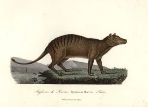 Handcoloured Copperplate Art Prints: Thylacine, Thylacinus cynocephalus. Extinct
