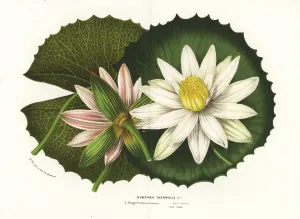Charles Lemaire Botanicals Prints: Tiger lotus, Nymphaea lotus var. thermalis