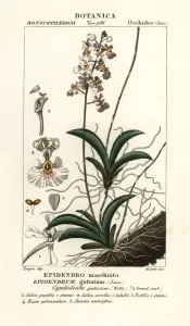 Pierre Turpin Illustrations Prints: Tolumnia guttata orchid