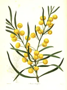 Toothed Acacia Print, 1836, Handcoloured Engraving