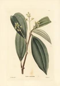 Handcoloured Copperplate Art Prints: True cinnamon tree, Cinnamomum verum