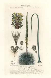 Handcoloured Copperplate Stipple Engraving Prints: Twin flowered agave, Agave geminiflora