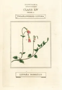 Twinflower or Two-Flowered Linnaea Print, 1816