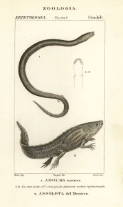Handcoloured Copperplate Stipple Engraving Prints: Two-toed amphiuma and critically endangered axolotl