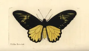 Handcoloured Engravings Prints: Van de Polls birdwing butterfly, Troides