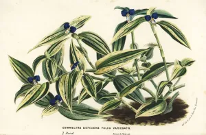 European Hothouse Plants Prints: Virginia dayflower, Commelina virginica