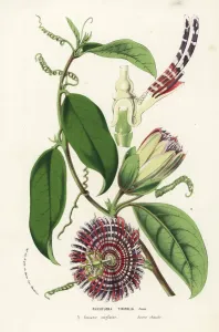 Charles Lemaire Botanicals Prints: Water lemon, Passiflora laurifolia