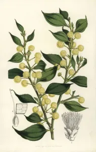 Charles Lemaire Botanicals Prints: Wattle, Acacia urophylla