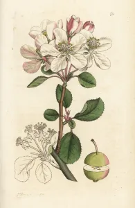 Handcoloured Engravings Prints: Wild apple or crabtree, Malus domestica