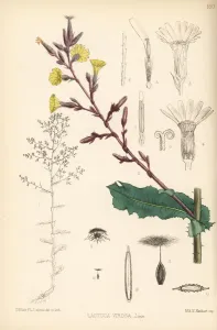Botanical Illustrations Online Prints: Wild lettuce, Lactuca virosa