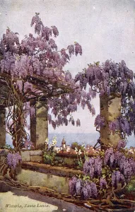 Wisteria in Santa Luzia, Funchal, Madeira Print circa 1920