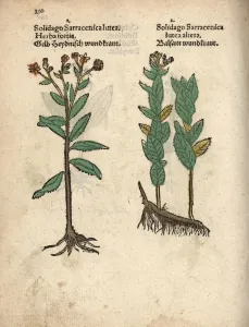 17th Century Woodblock Engraving Print of Senecio ovatus
