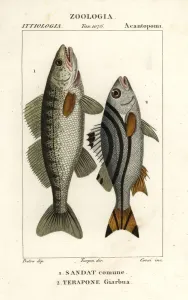 Pierre Turpin Illustrations Prints: Zander and jarbua terapon