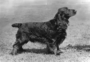Adam of Elmbury Field Spaniel Print 1973