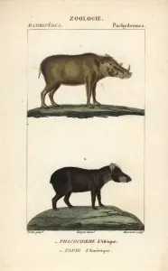 Warthog and South American Tapir Print, 1816