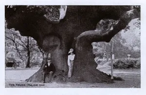 Prints of A Woman standing in the trunk of the Major Oak, Sherwood Forest near Edwinstowe, Nottinghamshire. According to local folklore, it was Robin Hoods shelter where he and his merry men slept Nottinghamshire Prints: A Woman Standing in the Trunk of the Major Oak Print, circa 1903