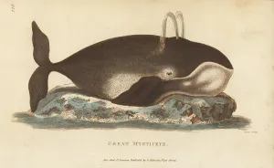Handcoloured Engravings Prints: Bowhead whale, Balaena mysticetus