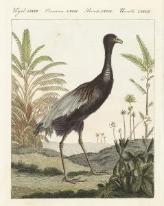 Handcoloured Engravings Prints: Grey-winged trumpeter bird, Psophia crepitans