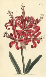 Handcoloured copperplate engraving of a Guernsey lily