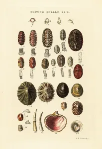 Handcoloured Engravings Prints: Sea cradles or coat-of-mail shells, etc