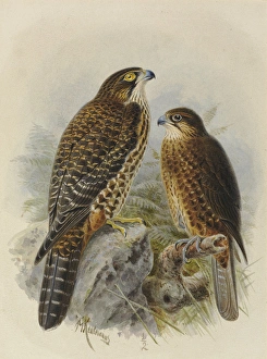 New Zealand Falcon Karearea (adult & young) New Zealand Falcon Karearea (adult & young)