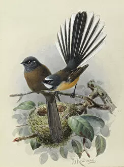 Watercolor Gallery: New Zealand Fantail (Melanistic var. on left)