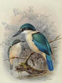 Watercolor Gallery: New Zealand Kingfisher (young and adult)