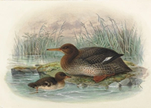 New Zealand Merganser (young and adult) New Zealand Merganser (young and adult)
