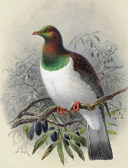 New Zealand Pigeon Kereru