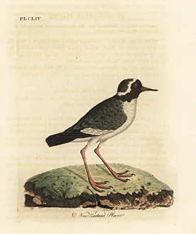 New Zealand plover, Charadrius obscures. Endangered New Zealand plover, Charadrius obscures. Endangered