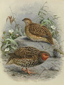 Watercolor Gallery: New Zealand Quail Koreke (male and female)