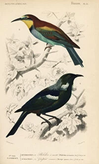 New Zealand tui bird, Prosthemadera novaeseelandiae