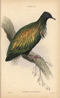 Nicobar pigeon, Caloenas nicobarica, near threatened Nicobar pigeon, Caloenas nicobarica, near threatened
