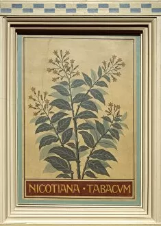 Eudicot Gallery: Nicotiana tabacum, tobacco