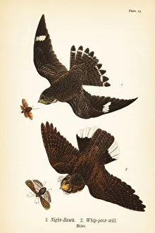 Night-hawk and eastern whip-poor-will Night-hawk and eastern whip-poor-will