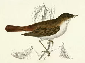 Images Dated 7th July 2011: / Nightingale / Morris