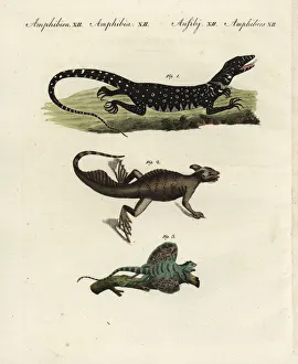 Nile monitor, basilisk and flying lizard Nile monitor, basilisk and flying lizard