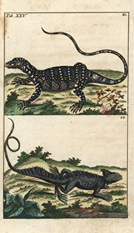 Nile monitor lizard and common basilisk Nile monitor lizard and common basilisk