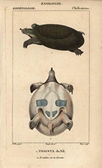 Nile soft-shelled turtle, Trionyx triunguis Nile soft-shelled turtle, Trionyx triunguis