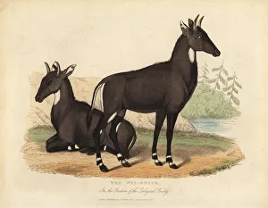 Nilgai or blue bull, Boselaphus tragocamelus Nilgai or blue bull, Boselaphus tragocamelus